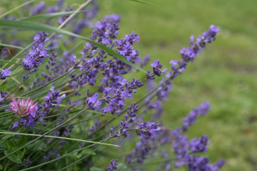 Lavendel